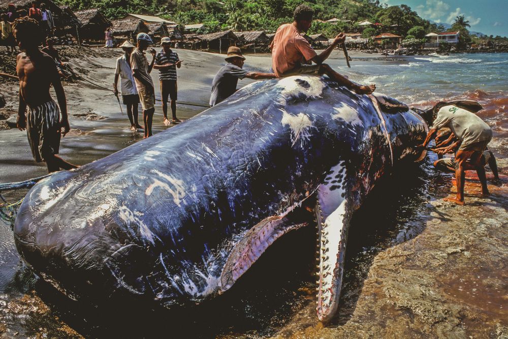 The Whale Hunters of Lamalera, Indonesia STUART ISETT • SEATTLE